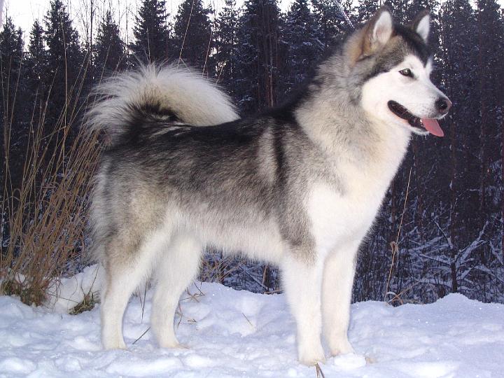 Awa Marras-07 003.jpg - Awa in November 2007